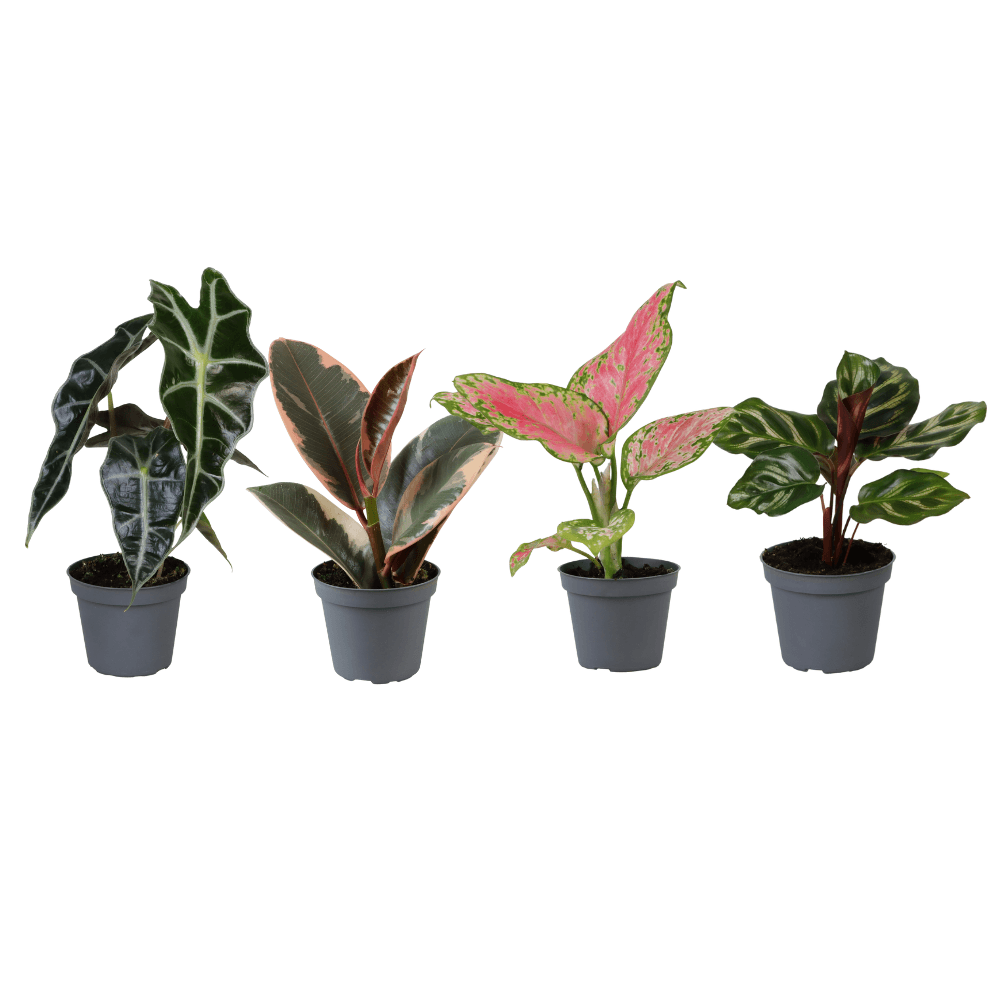 Boîte surprise de bébés plantes - ø6cm - ↕5cm - x4 - plantes d'intérieur