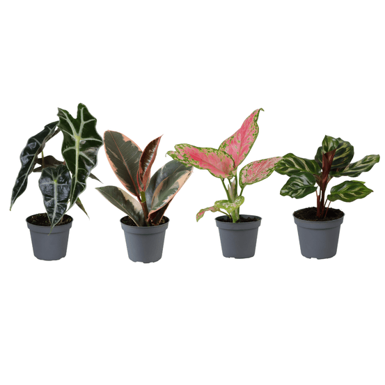 Boîte surprise de bébés plantes - ø6cm - ↕5cm - x4 - plantes d'intérieur
