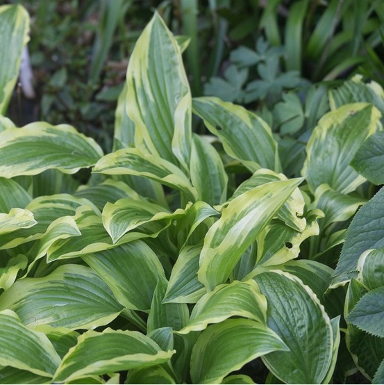 6 x hosta 'ground master' - hosta 'ground master' - godet 9cm x 9cm