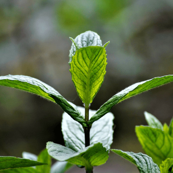 Menthe chocolate - prêt à consommer pot de 1,5l - 10/20 cm