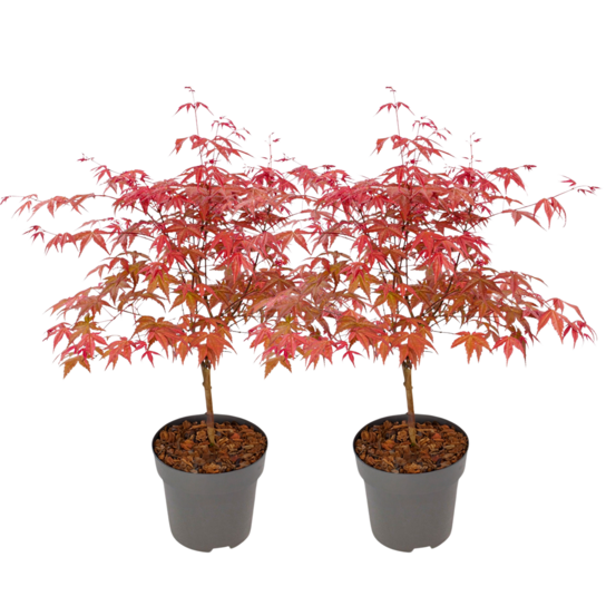 Érable du japon - set de 2 - acer palmatum 'beni maiko' - h60-70cm - ⌀19cm