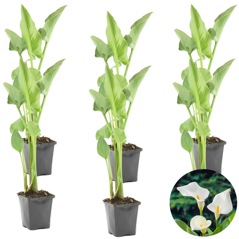 Lot de 6 - zantedeschia aethiopica - arum blanc - plantes de bassin - 10-20 cm de haut - pot 9 cm