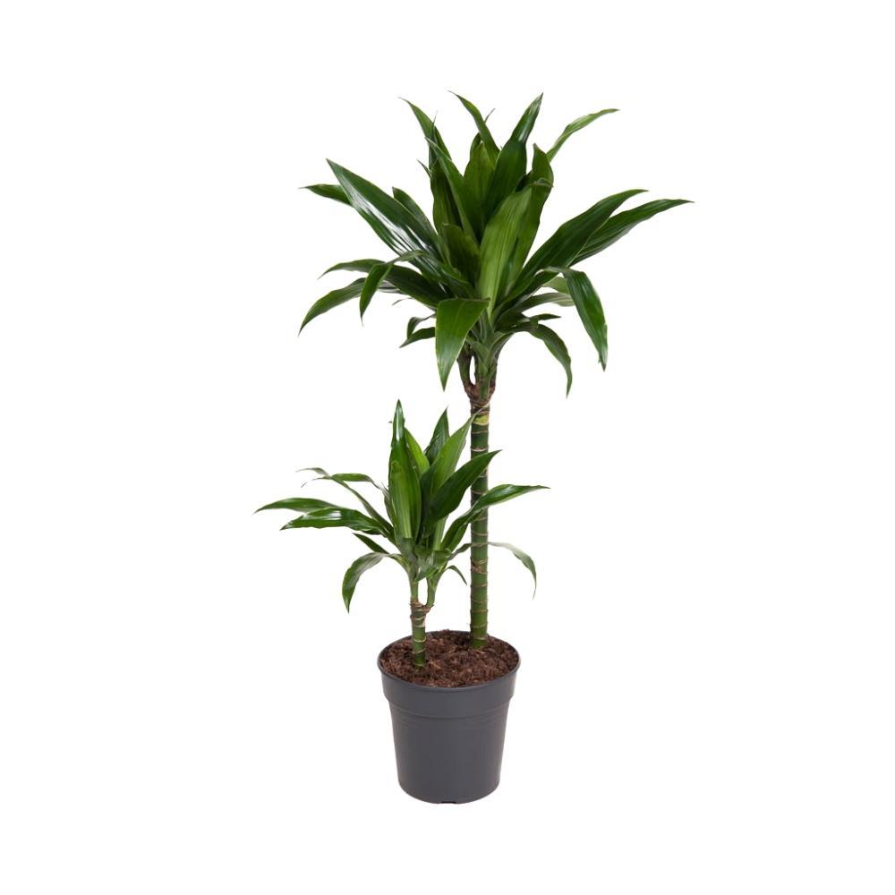 Plante d'intérieur - dracaena 'fragrans janet craig' 100.0cm