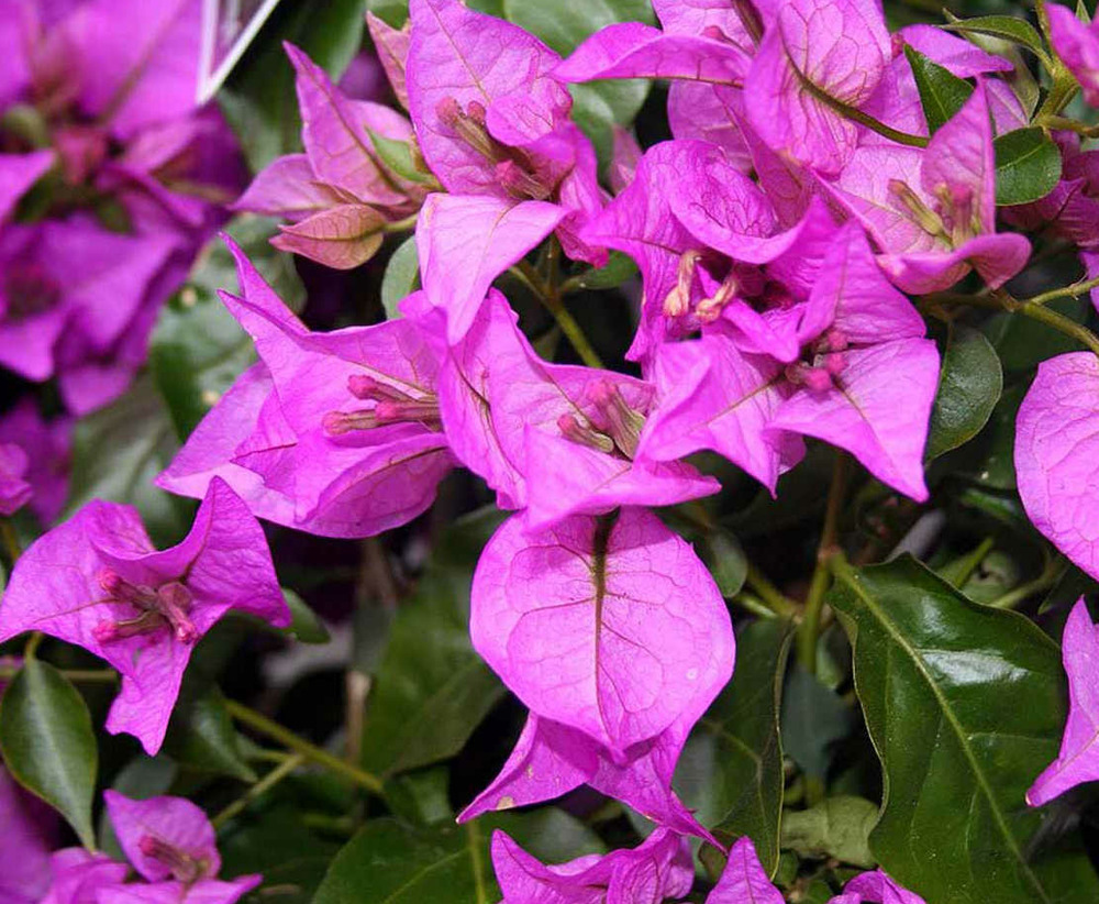 Bougainvillier glabra 'sanderiana' (bougainvillier) pot de 25l -200cm