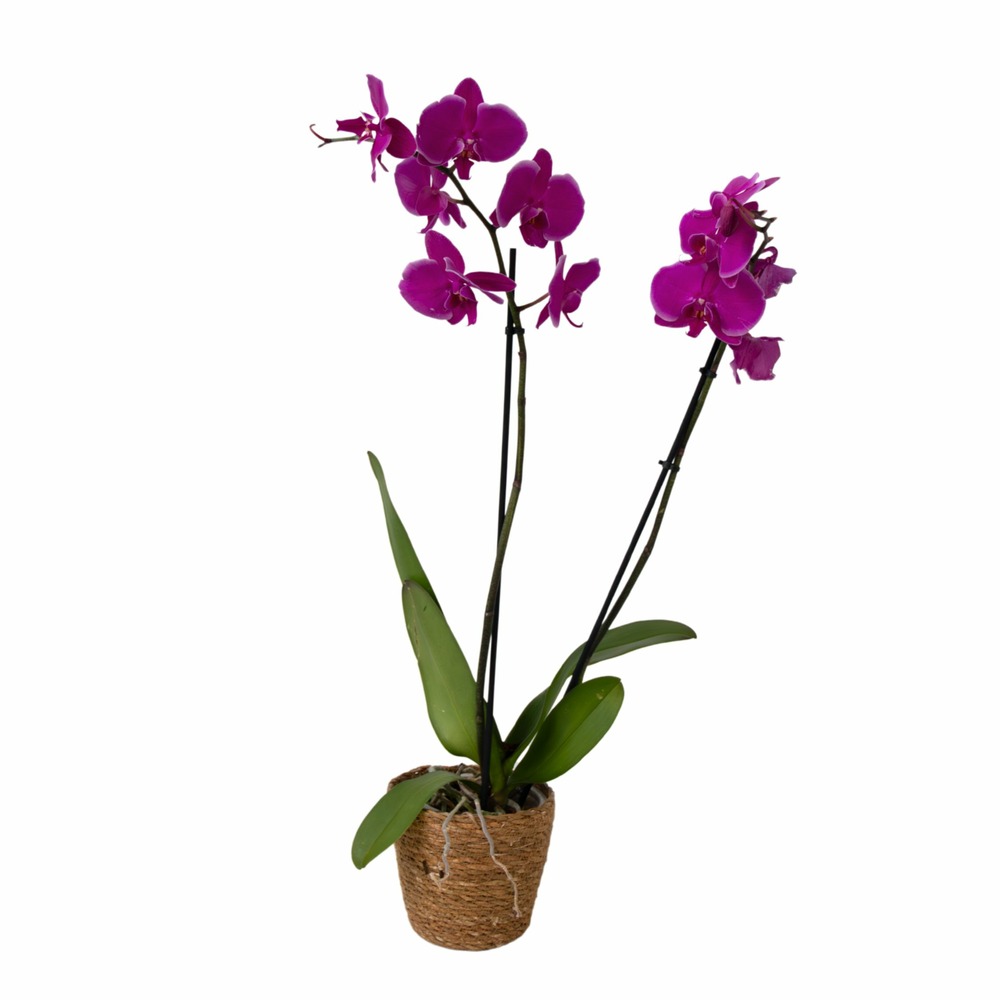 Orchidée papillon - phalaenopsis - hauteur 50-60cm - ⌀12cm