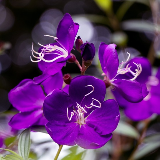 Fleur araignée pot de 7,5l/10l