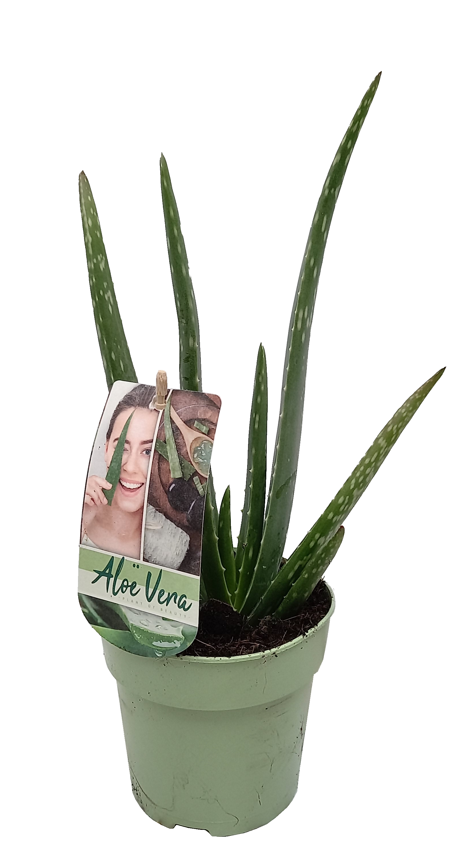 Aloe vera pot 12cm