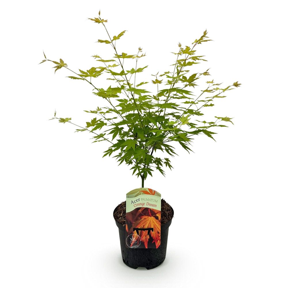 Érable du japon 'orange dream' - pot 19 cm - hauteur 70 cm - plante d'extérieur