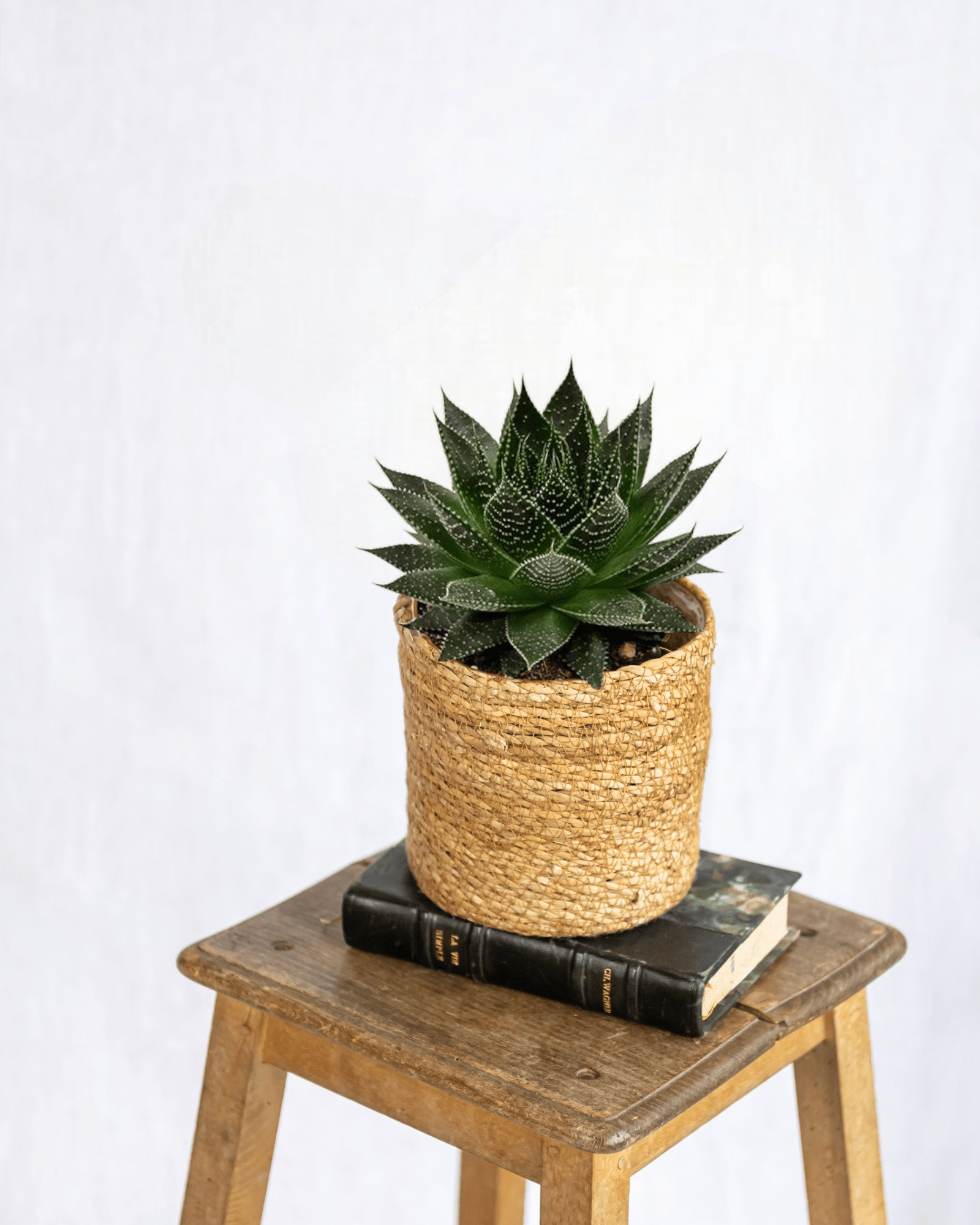 Aloe ami h15cm - succulente