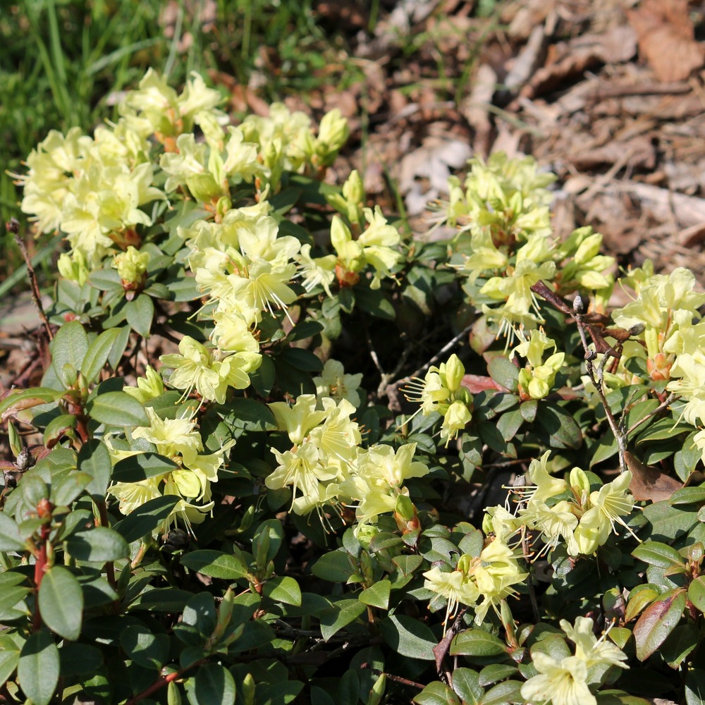 Rhododendron princess anne - le pot / 3l / hauteur livrée 20-25cm, vendu par lot de 2