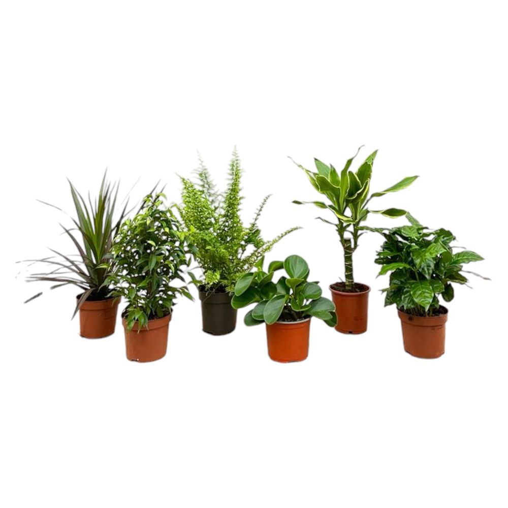 Box surpri - plantes d'intérieur