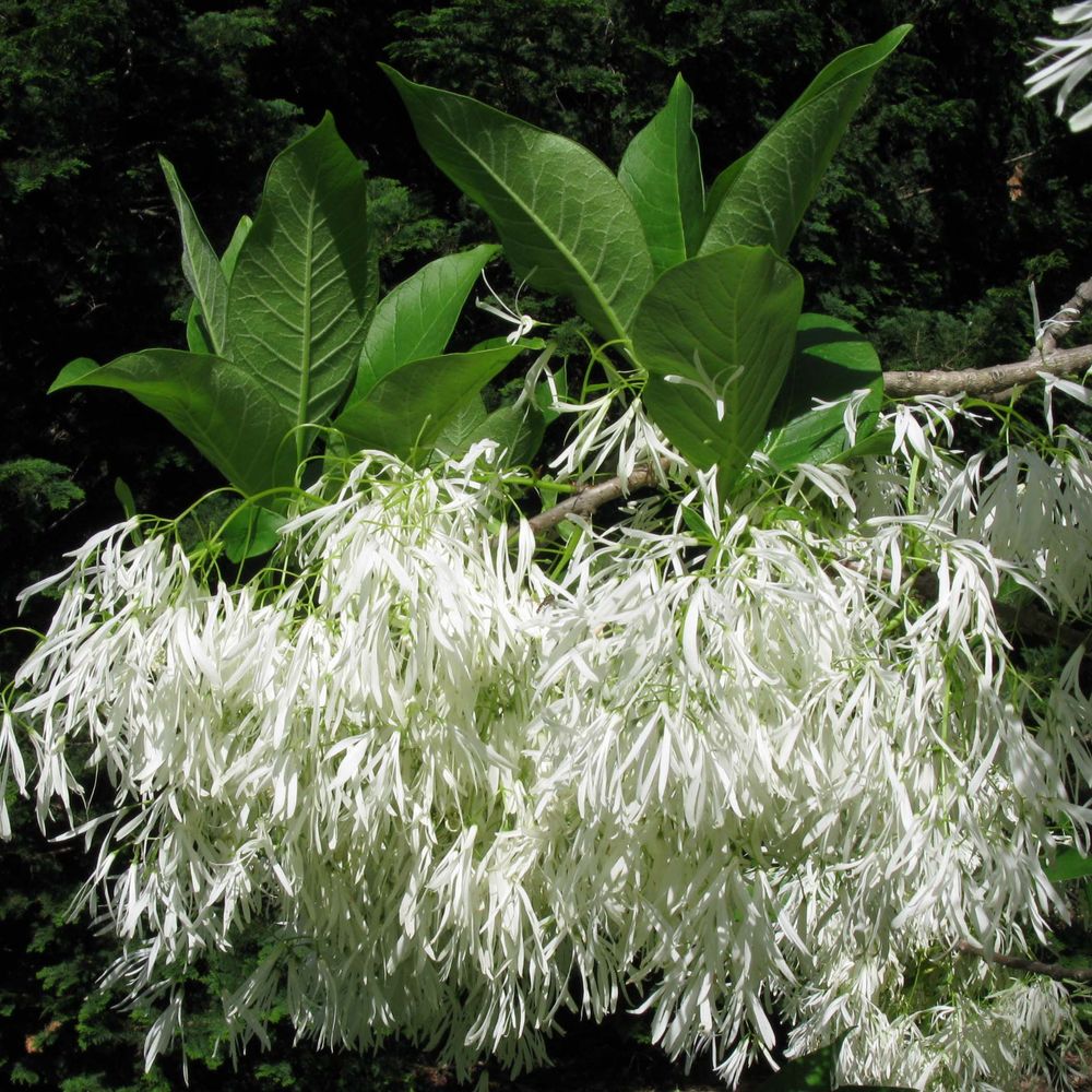 Arbre de neige pot de 12l/15l