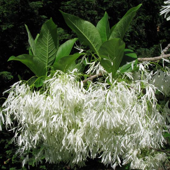 Arbre de neige pot de 12l/15l