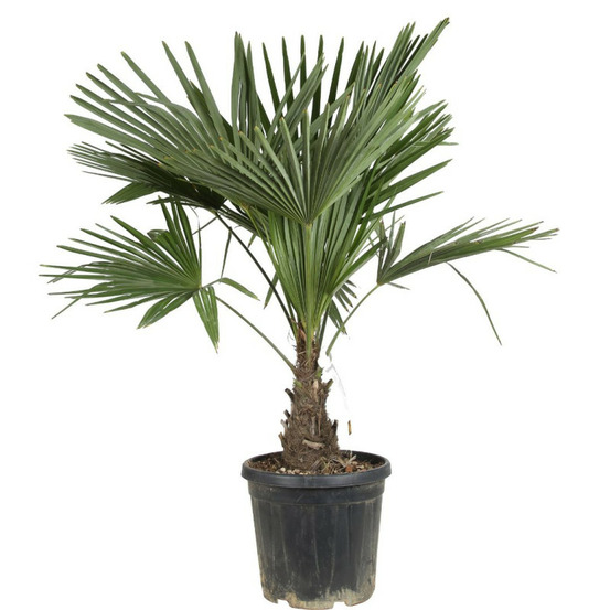 Palmier chanvre trachycarpus fortunei 30/40cm