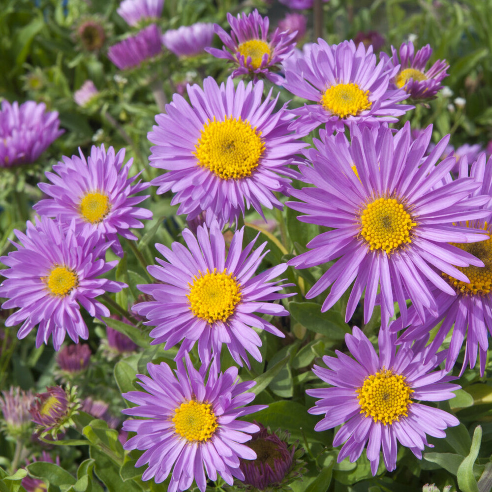 Aster des alpes happy end - le pot / ø 9cm, vendu par lot de 2
