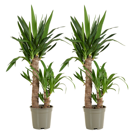 Lot de 2 - yucca elephantipes - lis des palmiers - plantes d'intérieur - p. 17cm - h. 70-80 cm