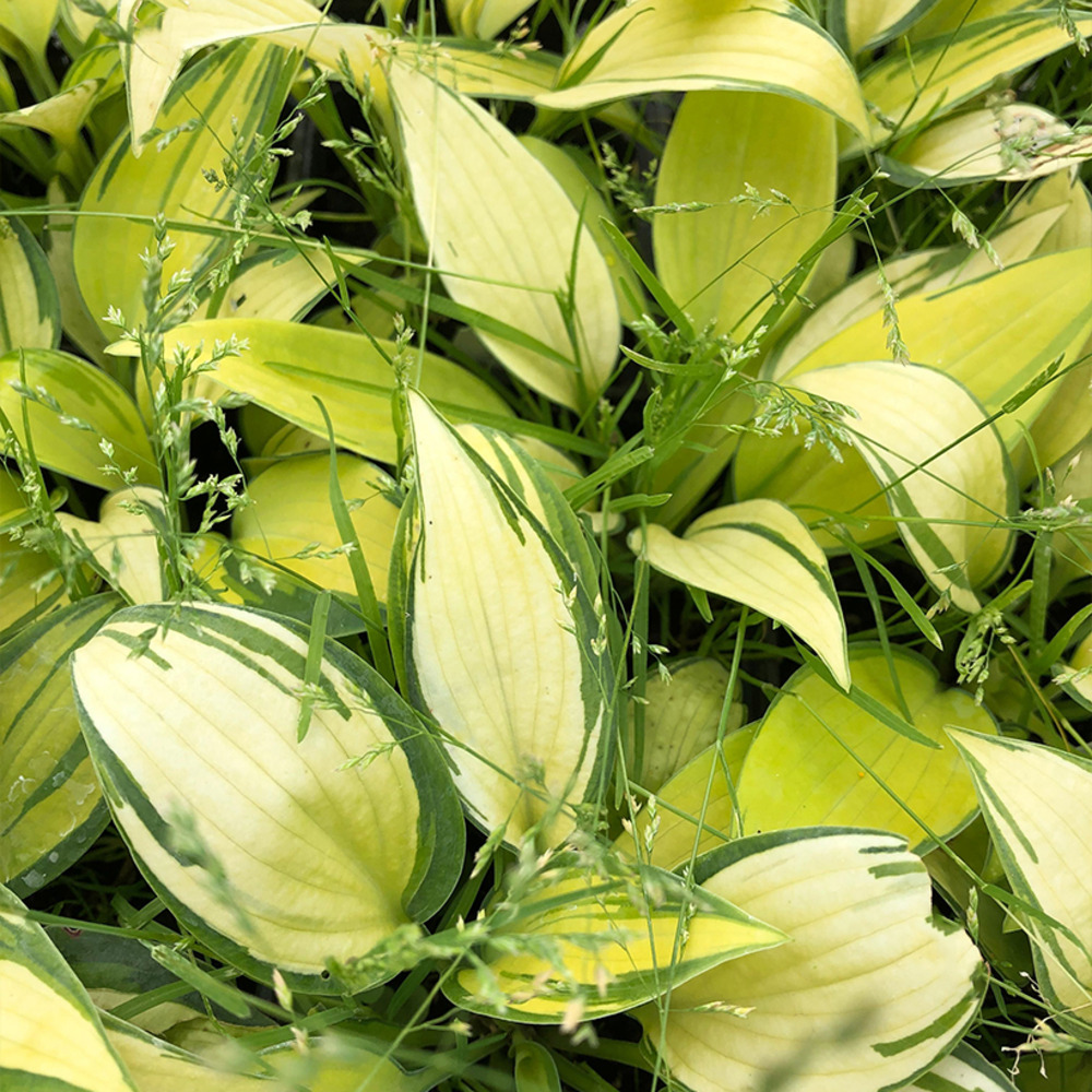 Hosta tardiana 'june' pot de 2l/3l