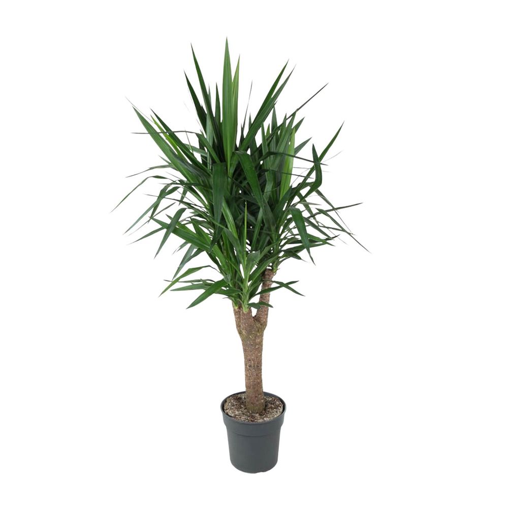 Yucca elephantipe - plantes d'intérieur