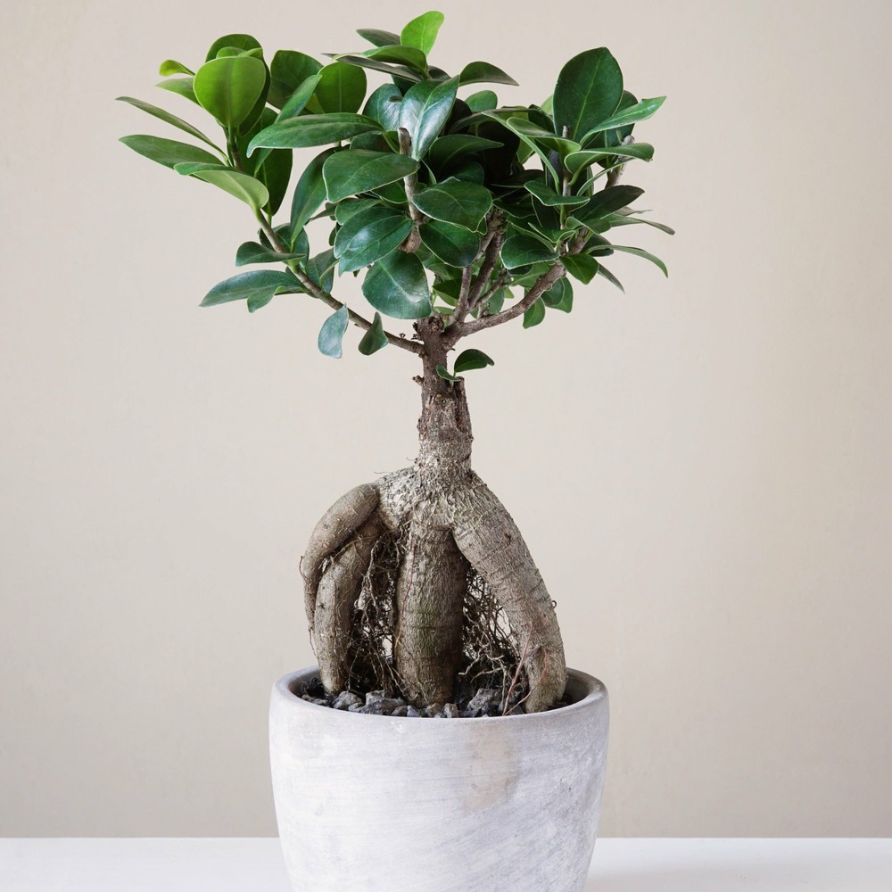 Ficus bonsaï ginseng - le pot / ø 12cm / hauteur livrée environ 18cm