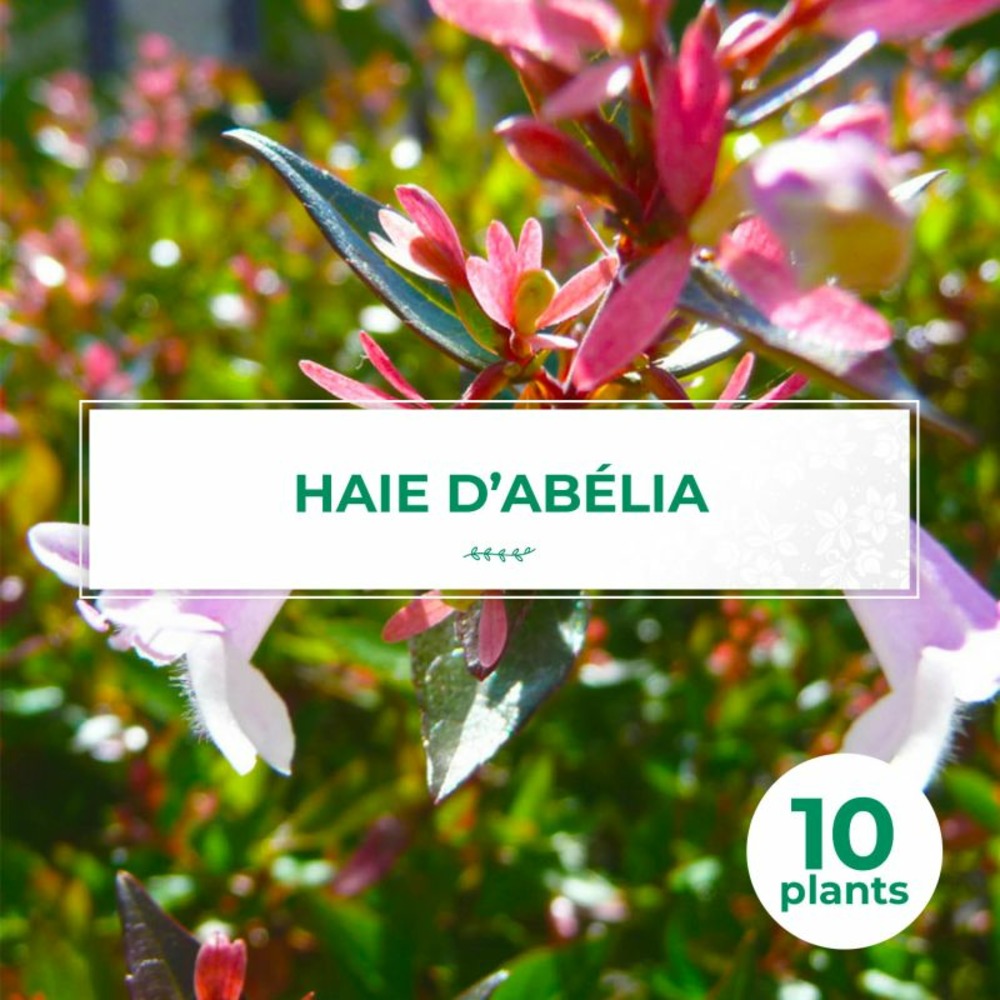 10 abélia (abélia x grandiflora) - haie d'abélia