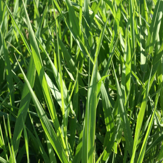 Ruban de bergère lot de 9 godets