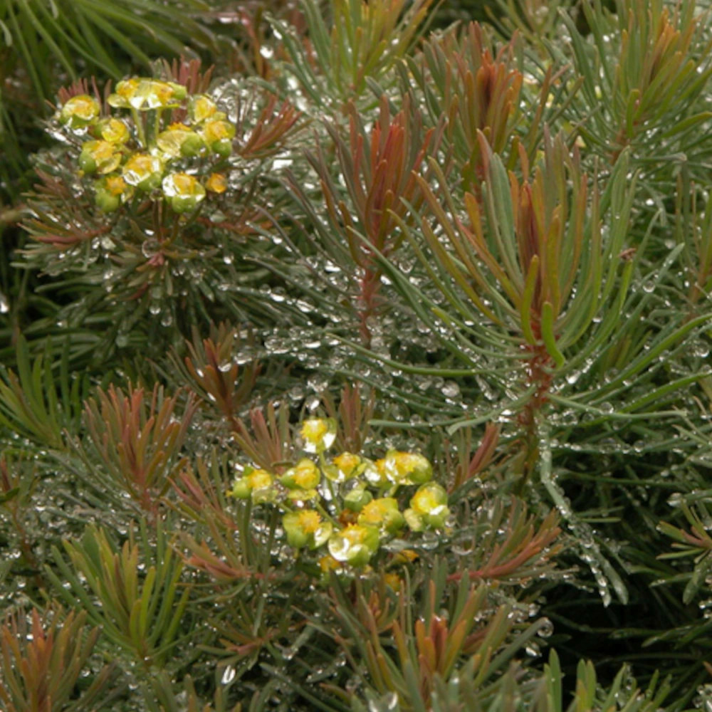 Euphorbe faux cyprès clarice howard lot de 9 godets