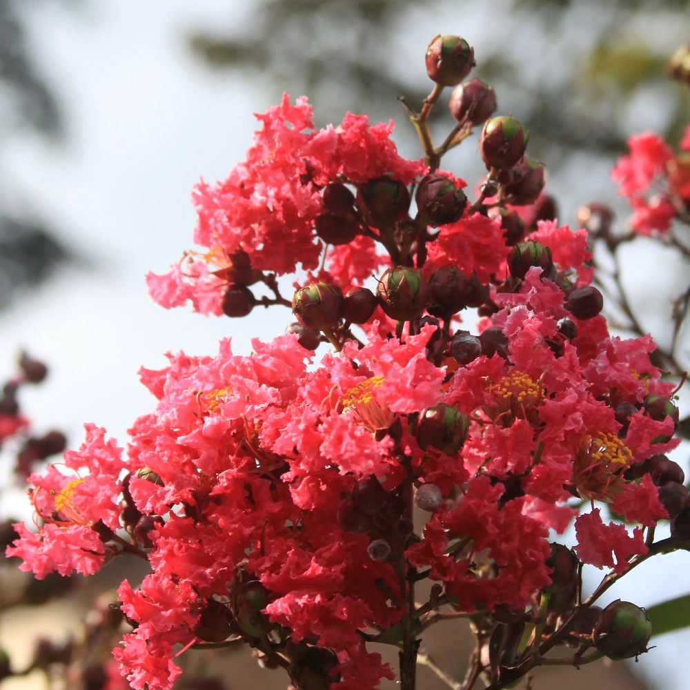 Lilas des indes with love® chérie, lagerstroemia pot de 4l - 40/60 cm