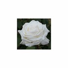 Rosier à grandes fleurs blanc 'Pierre Arditi®' Meicalanq : en motte