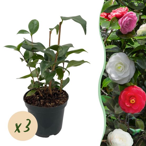 Camélia - lot de 3 - pot 15 cm - hauteur 30 cm - plante d'extérieur