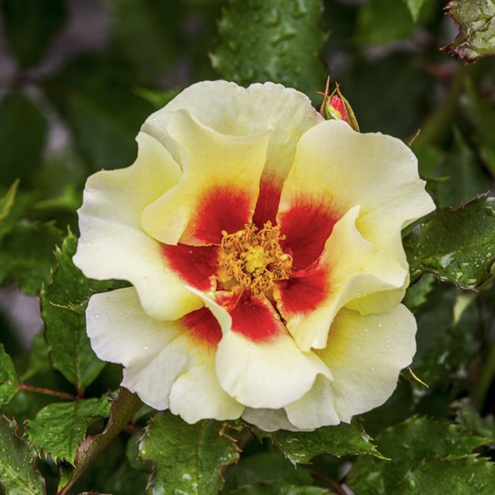 Rosier de perse 'cream babylon eyes interbablitlig' pot de 4l/5l