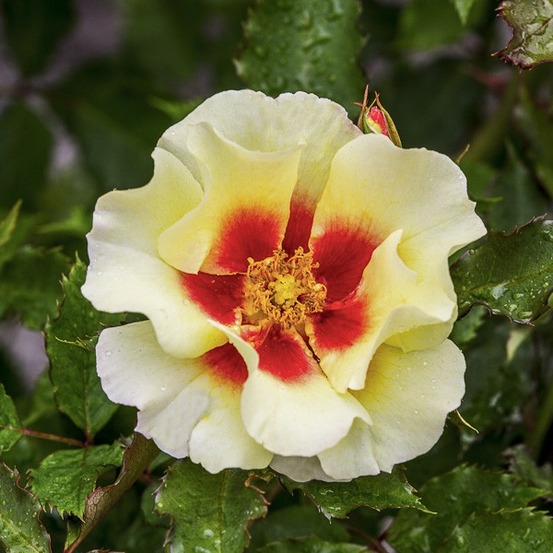 Rosier de perse 'cream babylon eyes interbablitlig' pot de 4l/5l