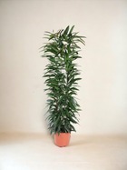 Plante d'intérieur - ficus alii king - 150 cm - ø29 150cm