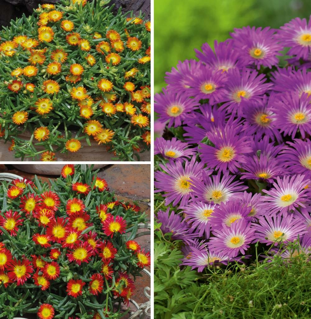 Offre delosperma wheel of wonder plante vivace - 6 godets