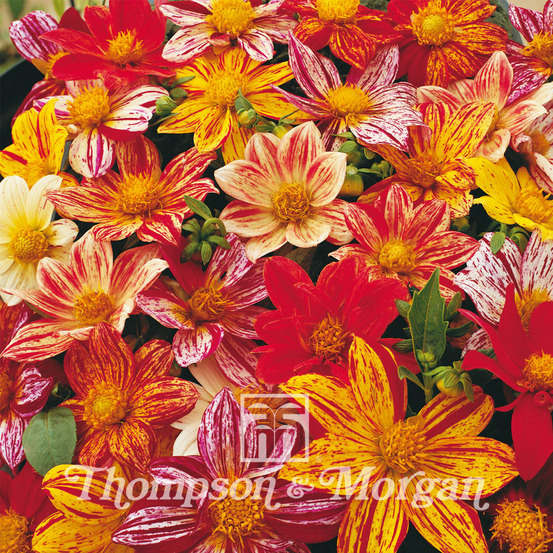 Dahlia variabilis 'fireworks mixed' le sachet de 12 graines environ