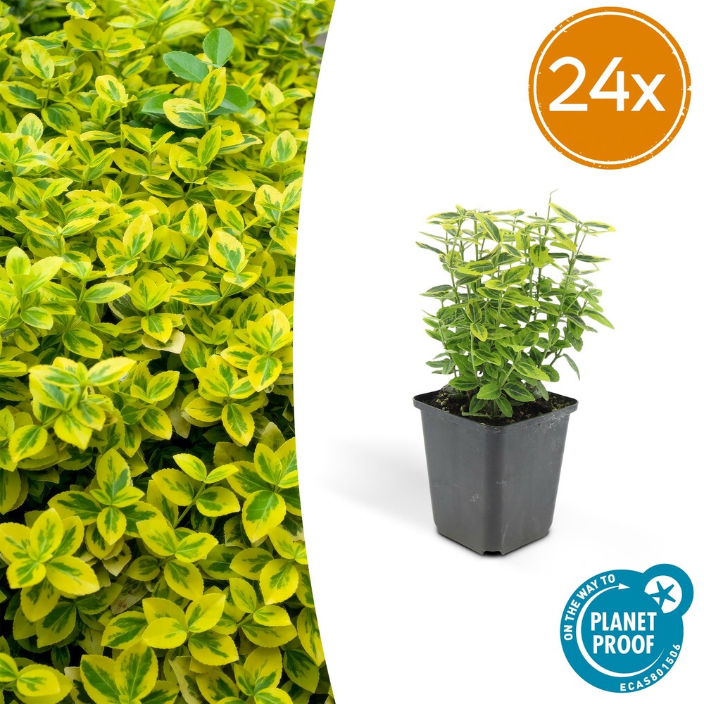 Lot de 24 - euonymus fort. 'emerald 'n doré’ - h10-25 cm