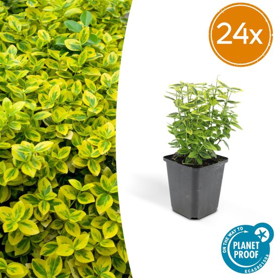 Lot de 24 - euonymus fort. 'emerald 'n doré’ - h10-25 cm