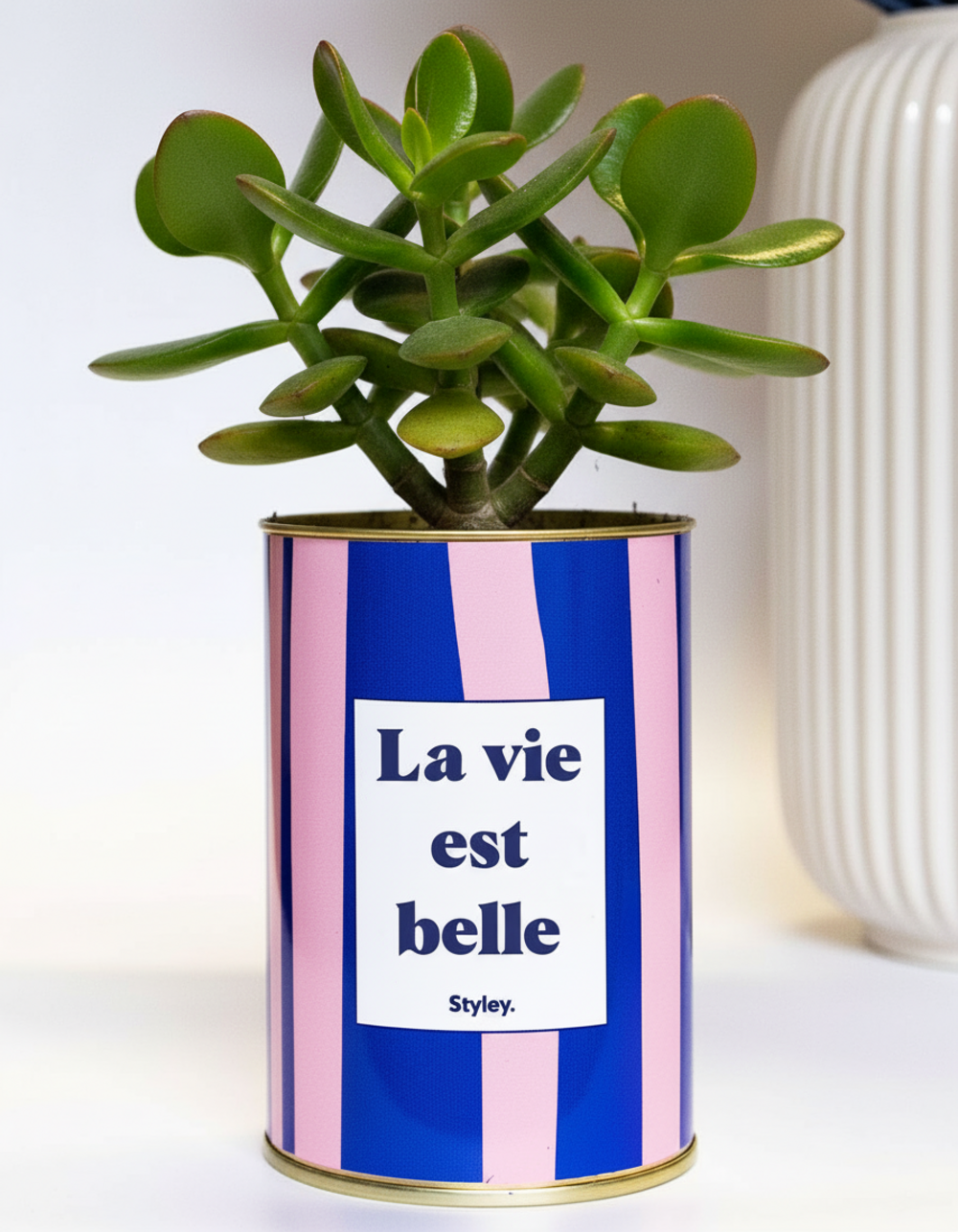 Idée cadeau - la vie est belle - pot à rayures - cactus- plante grasse