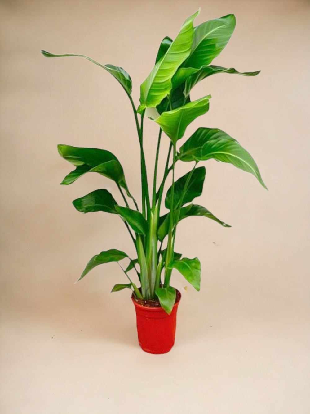 Strelitzia nicolai - 100 cm - ø17 100cm - plante d'intérieur