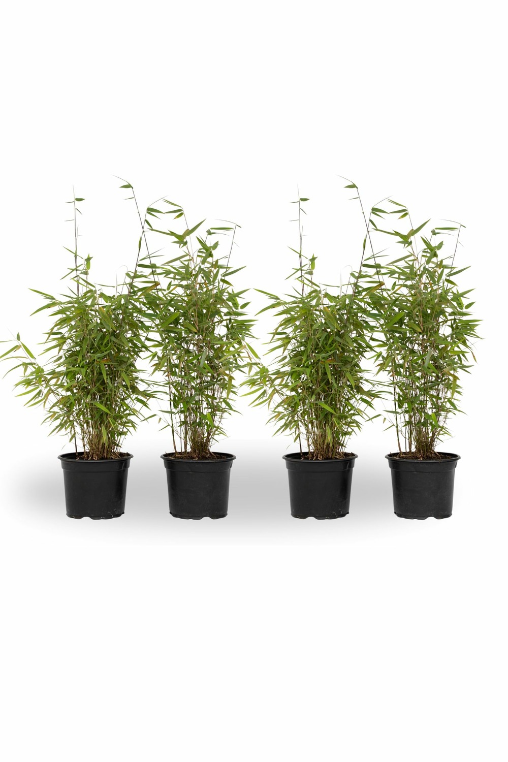 Bambou non-traçant - set de 4 - fargesia nitida 'red dragon' - h50-70cm - ⌀17cm
