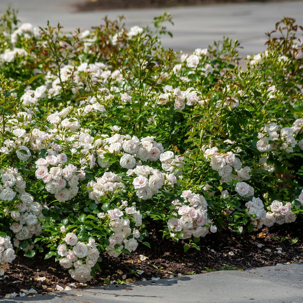 Rosier à massif iceberg - la motte / 3+ branches, vendu par lot de 2