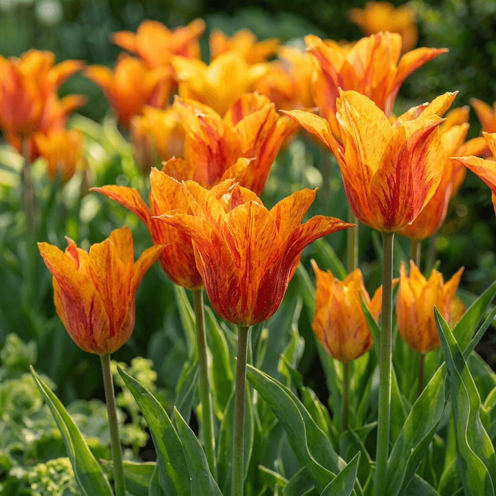 Tulipe 'vendée globe' (tulipa) - floraison printanière - calibre 11/12 - 48 bulbes
