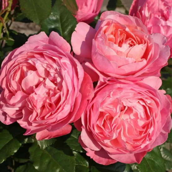 Rosier arbustif très parfumé flora colonia pétale rose