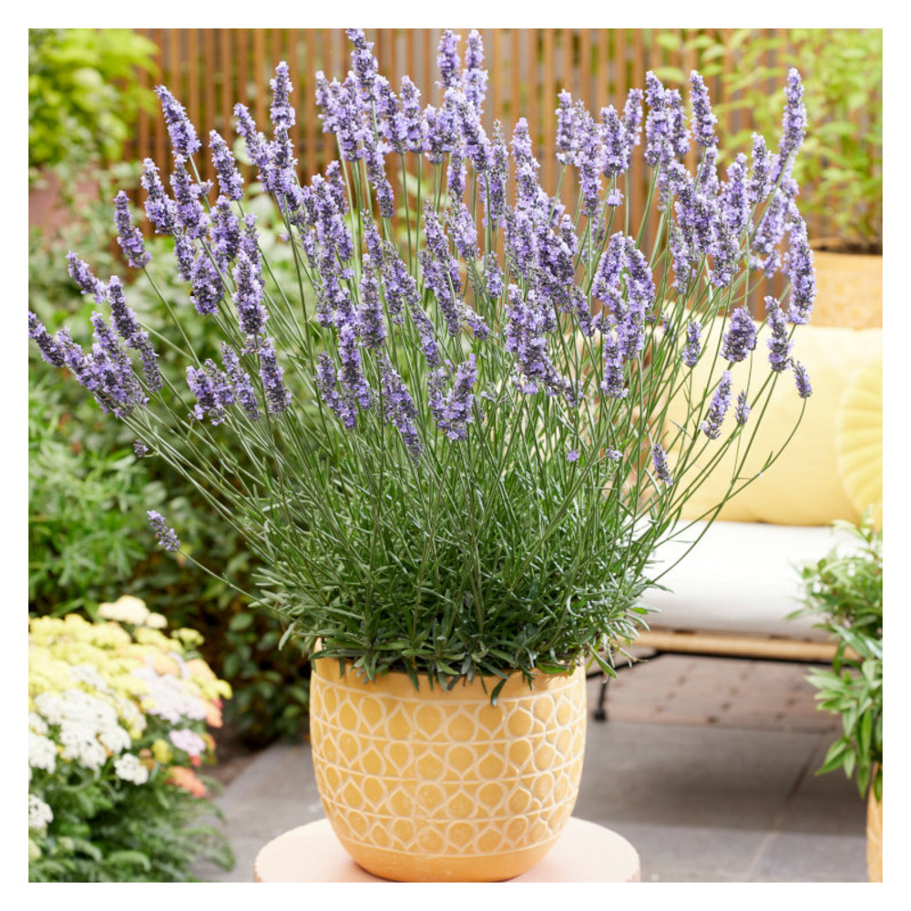 Lavande sensational! 'tesseract' pot de 3l - touffe