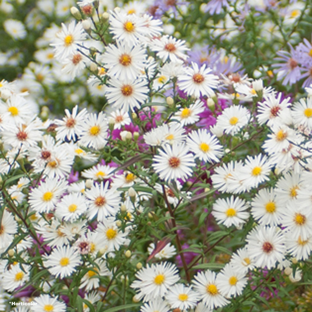 Aster de la nouvelle-angleterre 'herbstschnee' godet de 8/9 cm