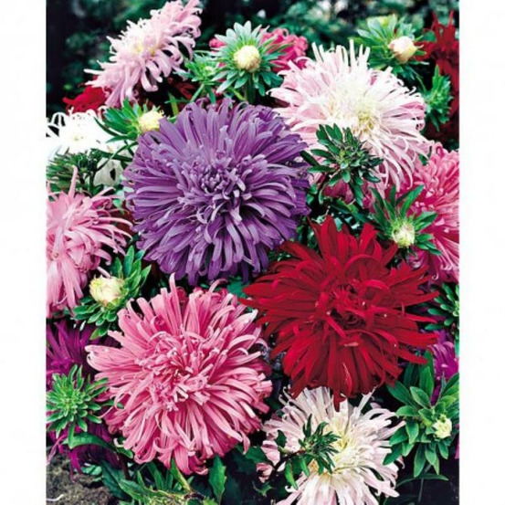 Sachet de graines de reine marguerite plume d'autruche varié - sachet de 0,8 grammes - petite entreprise française - made in france