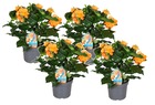Crossandra fortuna - set de 4 plantes d'intérieur - décoration - pot 13cm - hauteur 20-30cm