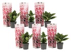 Hydrangea bicolor 'camilla pink' - hortensia - set de 6 - ⌀9cm - hauteur 25-40cm