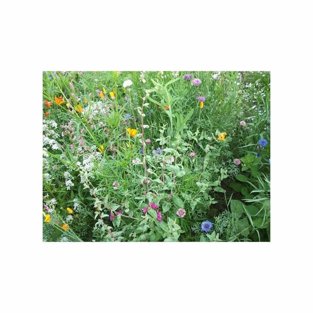 Fleurs en mélange '' printemps fleuri '' ( 4 mois de fleurs en mélange