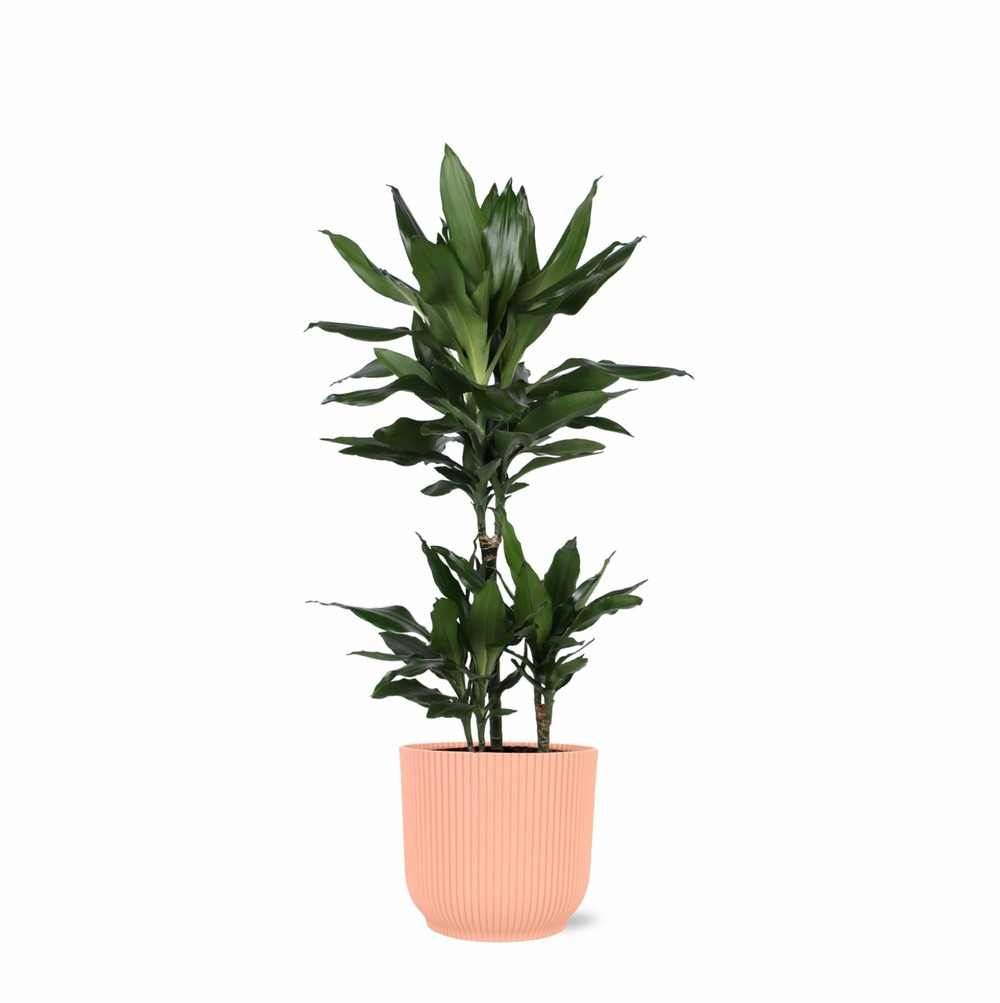 Dracaena janet lind et son pot relief rose - hauteur 90cm