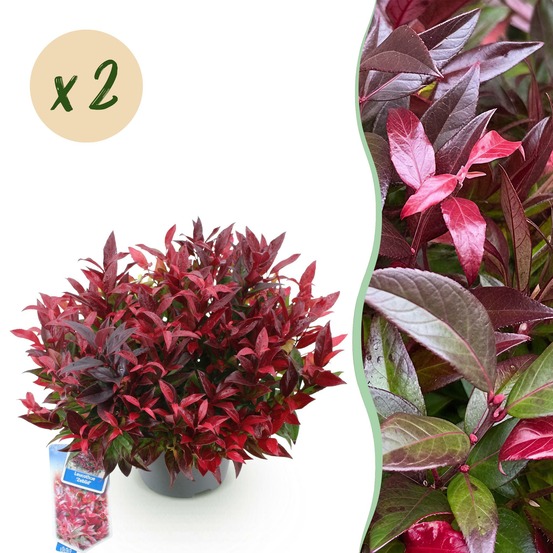 Leucothoe zeblid – lot de 2 – pot 17 cm – hauteur 45 cm
